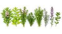 Fresh culinary herbs collection isolated on white background including basil, rosemary, thyme and lavender for cooking and seasoning recipes.