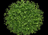 Fresh chopped green dill herb pile isolated on transparent background, ready for food design, stickers, print on demand, menus, and culinary clipart use.