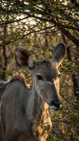 Young deer portrait in natural habitat with warm sunlight filtering through acacia trees in African wilderness setting for wildlife photography projects.