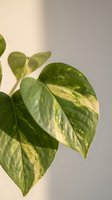 Variegated pothos plant with green and yellow marbled leaves against neutral background for home decor and botanical design projects.