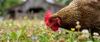 Brown hen pecking in organic farm yard with wildflowers and rustic barn background for sustainable agriculture and free range poultry farming concepts.