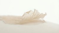 Delicate translucent onion skin isolated on white background, suitable for culinary, organic, and food design projects.