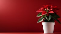 Vibrant red poinsettia plant in white ceramic pot against deep red background, dramatic lighting creates festive holiday atmosphere. Suitable for seasonal greeting cards.