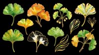 Ginkgo biloba leaves isolated on transparent background, ready for t-shirt design, clipart, stickers, sublimation and print-on-demand products.