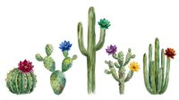 Watercolor cactus collection with colorful flowers isolated on white background for desert botanical design and decoration projects.