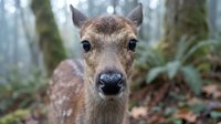Young spotted deer fawn with gentle eyes looking directly at camera in natural forest habitat with soft bokeh background for wildlife photography.