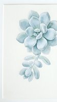 Watercolor succulent plants with soft blue-green tones isolated on white background, ready for botanical wall art, home decor, and design projects.