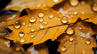 Raindrops on golden autumn maple leaves create natural macro photography with water droplets and bokeh effect, showing seasonal change and nature details.