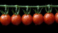 Fresh cherry tomatoes with water drops on vine against black background, bright red fruits in row showing natural organic produce for healthy eating concept.