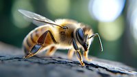 Macro photography of honey bee on wooden surface with detailed view of wings, legs and antennae against blurred natural green background. Pollinator in summer garden.