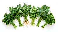 Fresh green herbs and leafy vegetables arranged in row on white background, isolated for culinary design projects and healthy cooking concepts.