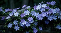Purple clematis flowers blooming in garden with green foliage creating natural floral background for spring landscaping and botanical design projects.