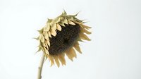 Dried sunflower head with wilted golden petals and dark seed center isolated on white background, suitable for botanical, autumn, and nature design projects.