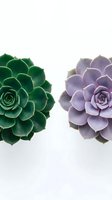 Two succulent plants isolated on white background, one with green rosette leaves and one with purple-toned foliage, overhead view for design and botanical projects.
