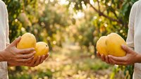 Farmer holding fresh yellow mangoes in hands against blurred orchard background, harvest season produce for agriculture and food industry use.