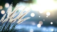 Delicate white grass plumes backlit against blurred bokeh background in soft blue and green tones, creating dreamy natural atmosphere at sunset.