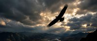 Majestic eagle soaring through dramatic stormy sky with golden sunlight breaking through dark clouds over mountain landscape at sunset.