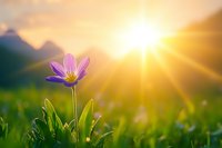 Single purple wildflower blooming in green grass at sunrise with sunbeams and mountain silhouettes in background, nature awakening scene in golden light.