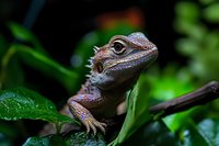 Close-up portrait of bearded dragon lizard resting on green tropical leaves in natural habitat for wildlife photography and reptile education materials.