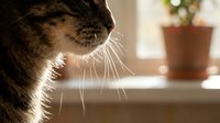 Tabby cat with prominent whiskers in profile near sunny window with potted plant, domestic pet portrait for animal and lifestyle content.