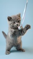 Adorable gray kitten holding glowing sword in playful warrior pose on light blue background for gaming and fantasy themed designs.