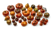 Assorted heirloom tomatoes in various sizes and colors including red, orange, yellow, and green varieties arranged on white background for culinary and agricultural use.