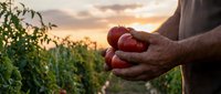 Farmer hands holding fresh ripe tomatoes at sunset in organic vegetable garden with warm golden light creating peaceful agricultural scene.