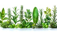 Fresh aromatic culinary herbs in row including sage, rosemary, oregano, basil and thyme on white background, isolated for cooking and food design.