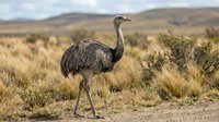 Large emu bird standing in natural grassland habitat with mountains in background, wildlife photography for nature and animal content.