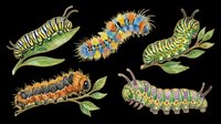 Caterpillar larvae isolated on transparent background, ready for clipart, t-shirt design, stickers, print-on-demand products and sublimation projects.