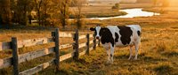 Holstein dairy cow grazing in autumn pasture with wooden fence and golden sunset light over rural farmland landscape.