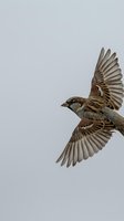 House sparrow in flight with outstretched wings against gray sky background showing detailed feather patterns and natural bird behavior in wildlife photography.