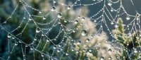 Intricate spider web covered in morning dew drops creating natural patterns against soft blurred green background in outdoor garden setting.