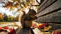 Gray squirrel sitting on wooden park bench surrounded by colorful autumn leaves during golden hour sunset in fall season for nature wildlife photography.