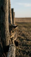 Tabby cat peeking around weathered wooden fence post in rural farmland setting with open field background, suitable for agriculture, countryside, and animal lifestyle content.