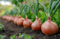 Fresh brown onion bulbs growing in row with green stems in organic garden soil, selective focus on vegetables shows agricultural growth process.
