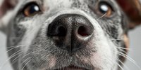 Close-up of dog nose and muzzle with detailed texture showing nostrils and whiskers. Pet care, veterinary health, animal anatomy concept for educational materials.