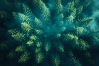 Aerial view of pine forest canopy in misty morning light creating mystical atmosphere with emerald green treetops and fog between branches.