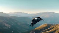 Majestic eagle soaring over misty mountain ranges at sunrise, wings spread wide against dramatic landscape backdrop, capturing freedom and wilderness in natural habitat.