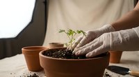 Young plant seedling being planted in terracotta pot with soil by hands wearing gardening gloves, indoor gardening and horticulture activity.