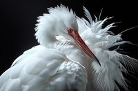 Elegant white ibis bird with ruffled feathers and distinctive red beak against dark background, perfect for wildlife magazines and nature photography collections.