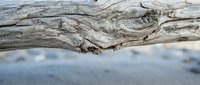Weathered driftwood log with intricate natural grain patterns and textures lying on sandy beach shore with blurred ocean waves in soft background.
