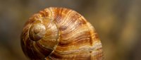 Close-up macro shot of brown striped snail shell showing natural spiral pattern and texture details against blurred natural background for nature photography.