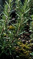 Fresh rosemary herb growing in garden with aromatic needle-like leaves on woody stems for culinary cooking and natural seasoning applications.