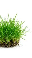 Isolated fresh green grass tuft with visible soil and roots on white background, ready for design, landscaping, gardening, and environmental projects.
