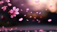 Pink cherry blossom petals floating in spring breeze against dark blurred background, creating romantic atmospheric nature scene with soft bokeh effect.