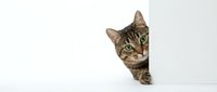 Adorable tabby cat peeking from behind white wall with bright green eyes. Curious feline portrait isolated on white background for pet care designs.