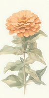 Delicate peach zinnia flower with sage green leaves in soft watercolor style on light background, botanical art suitable for wall decor and stationery design.