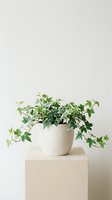 Potted ivy plant with cascading green foliage in white ceramic planter on neutral pedestal, suitable for home decor and interior design projects.