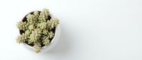 Fresh romanesco broccoli in white bowl on clean background, organic fractal vegetable for healthy cooking and nutrition concepts.